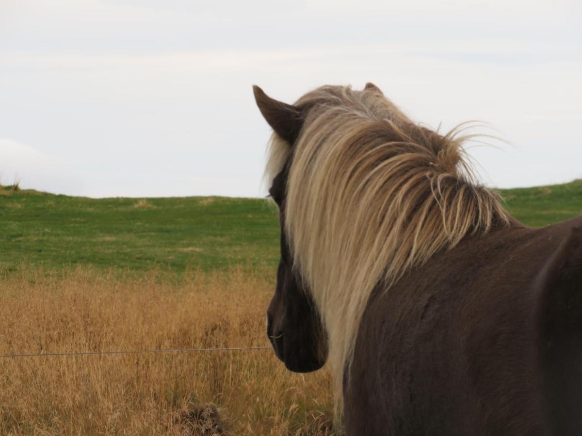Husey Hostel & Horsefarm Egilsstaðir Exteriör bild